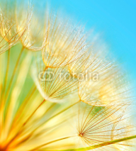 Naklejki Soft dandelion flowers