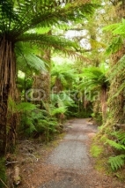 Naklejki Rainforest path
