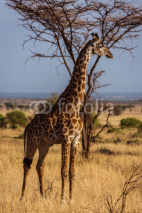 Naklejki African Giraffe