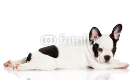 Obrazy i plakaty French bulldog puppy.