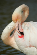 Obrazy i plakaty portrait of a greater flamingo in vertical, in Camargue