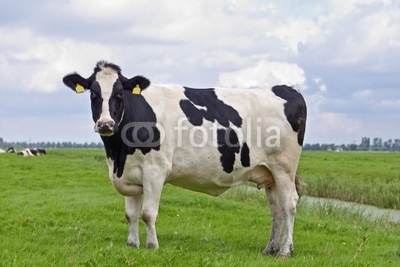 milk cow