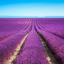 Obrazy i plakaty Lavender flower blooming fields endless rows. Valensole provence