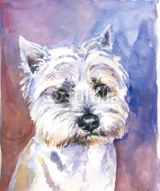 Fototapety Maltese dog watercolor painted