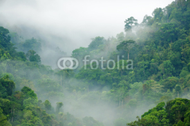Naklejki rainforest morning fog