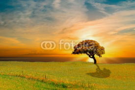 Naklejki tree at sunset