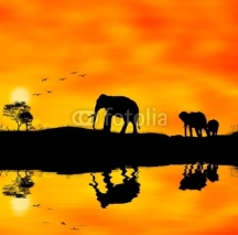 Naklejki Elefanti africa