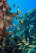 Obrazy i plakaty Photo of a coral colony