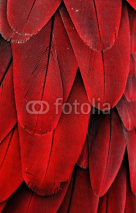 Naklejki Red Feathers