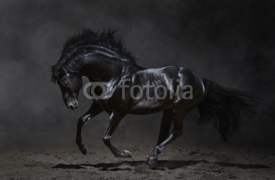 Naklejki Galloping black horse on dark background