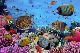 Fototapety colorful coral reef with many fishes