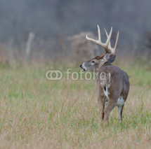 Naklejki Whitetail deer buck in a foggy field