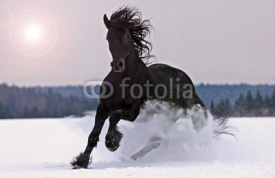 Obrazy i plakaty Frisian horse on snow