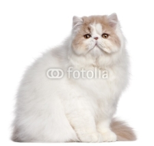 Naklejki Persian cat, 18 months old, in front of white background