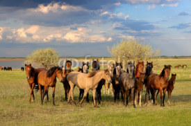 Fototapety Horses