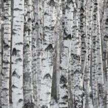 Naklejki Winter Birch Tree Forest Background