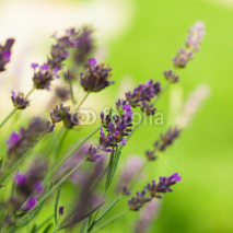 Naklejki Lavender flowers