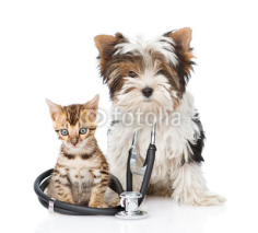 Fototapety Small bengal cat and Biewer-Yorkshire terrier puppy with stethos