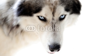 Naklejki Blue eyed husky dog on seamless white
