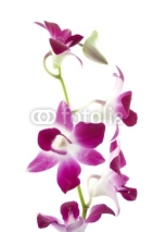 Naklejki purple orchid on white background