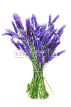 Fototapety bunch of lavender