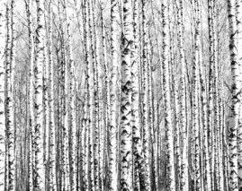 Naklejki Spring trunks of birch trees black and white