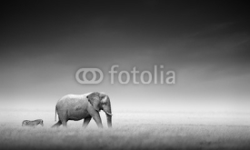 Obrazy i plakaty Elephant with zebra (Artistic processing)