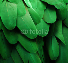 Fototapety Green Feathers