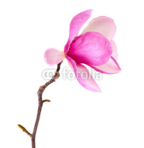 Fototapety spring magnolia blossoms