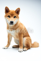 Fototapety Shiba inu puppy