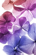 Fototapety colorful flowers closeup