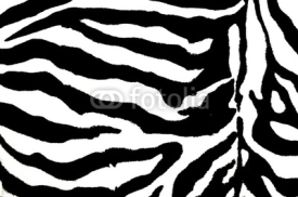 Fototapety zebra