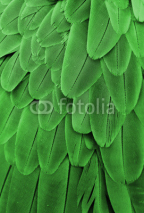Naklejki Green Feathers