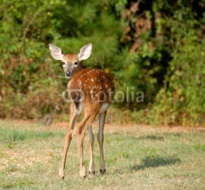 Obrazy i plakaty whitetail fawn in the wild