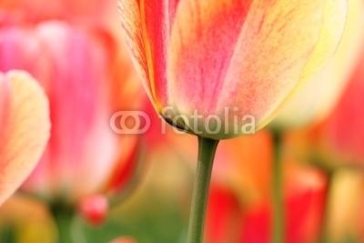 Tulips close-up