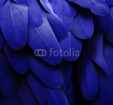 Obrazy i plakaty Macaw Feathers (Blue)