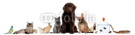 Fototapety Group of pets sitting in front of white background