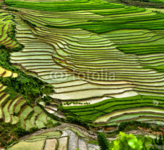 Naklejki rice field on terraced in mountain.