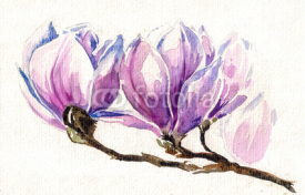 Naklejki Fresh, pink, spring magnolia tree blossoms