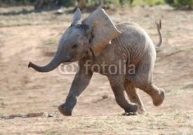 Naklejki Baby Elephant Running