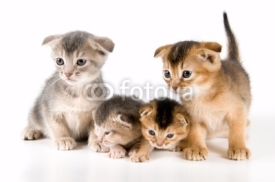 Fototapety Kittens  in studio 