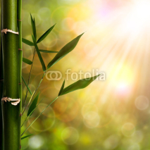 Naklejki Abstract oriental backgrounds with bamboo foliage
