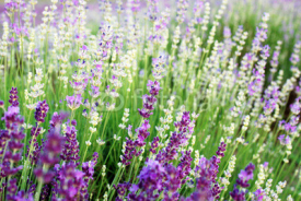 Naklejki Beautiful detail of a lavender field