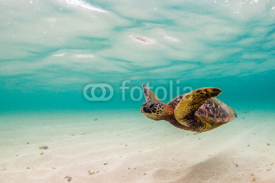 Naklejki Hawaiian Green Sea Turtle Cruising in the warm waters of the Pacific Ocean in Hawaii