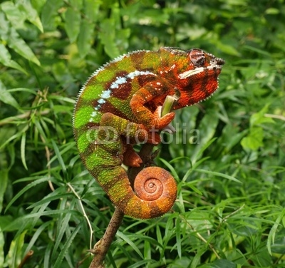 Chameleon - Furcifer Pardalis in a green grass
