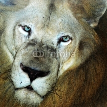 Fototapety male lion