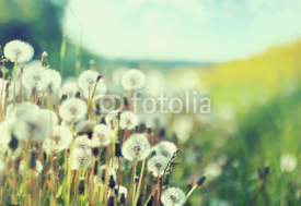 Naklejki Photo presenting field of dandelions