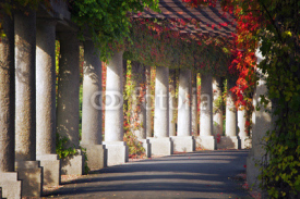 Fototapety Green archway in the park in autumn