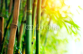Obrazy i plakaty Bamboo Forest