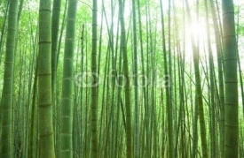 Naklejki green bamboo forest with sunlight